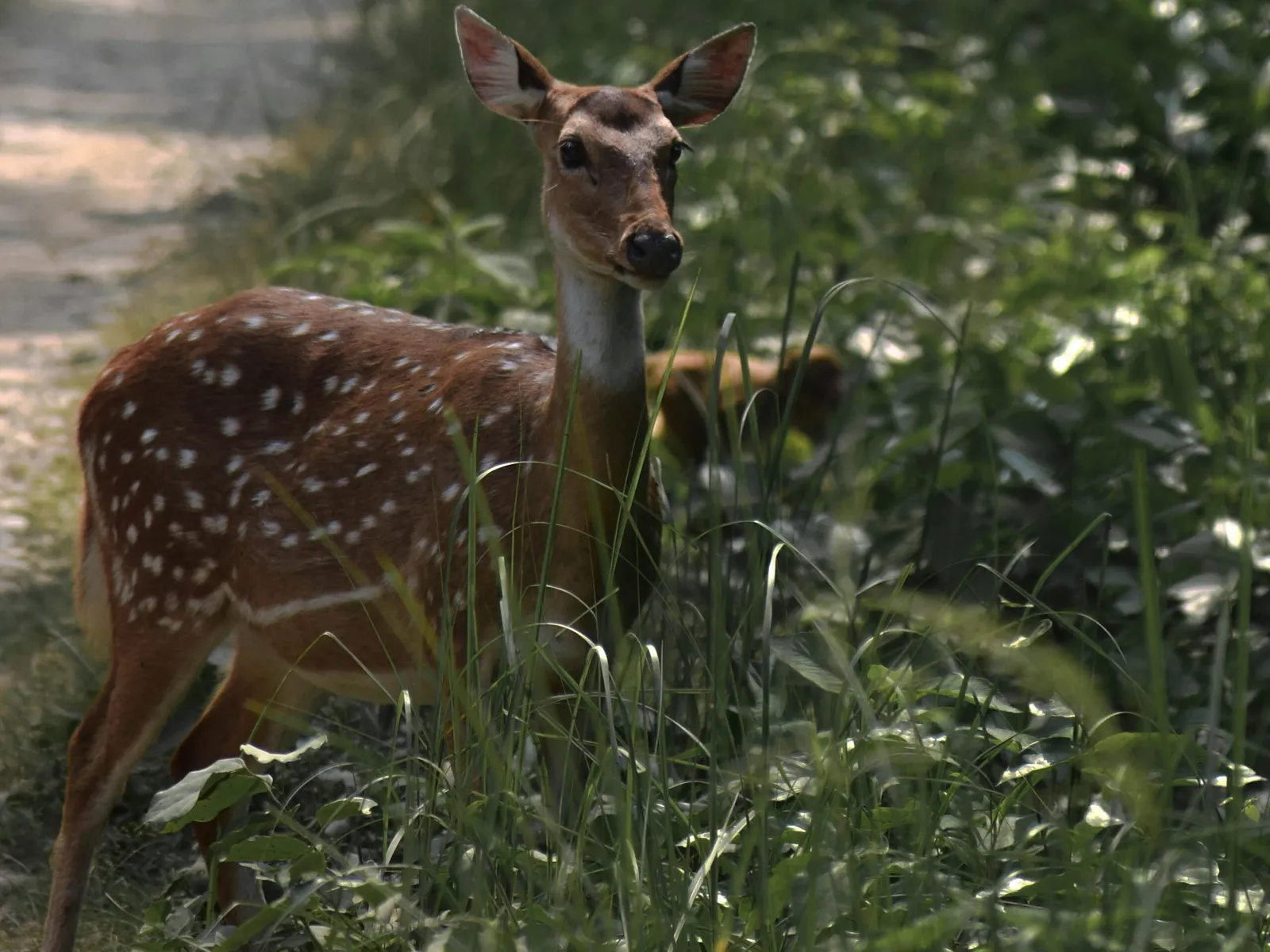 Bardia National Park