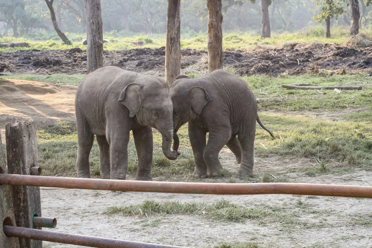 Chitwan Safari gallery photo